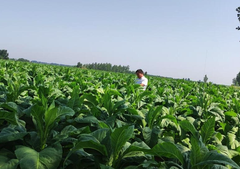 種植煙葉需要什麼條件？