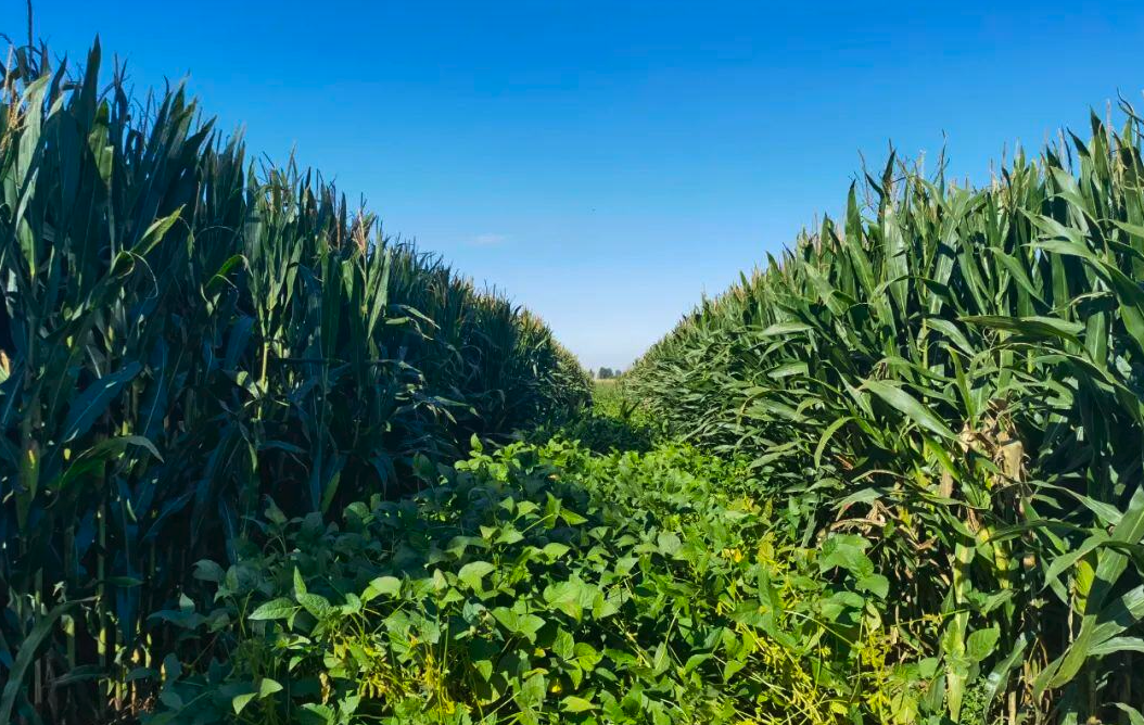 大豆玉米帶狀複合種植技術分享