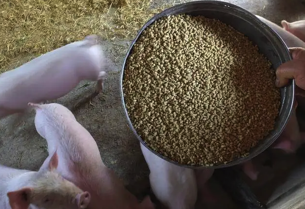 豬飼料裏麵的蛋白質主要是哪些，能起什麼作用？