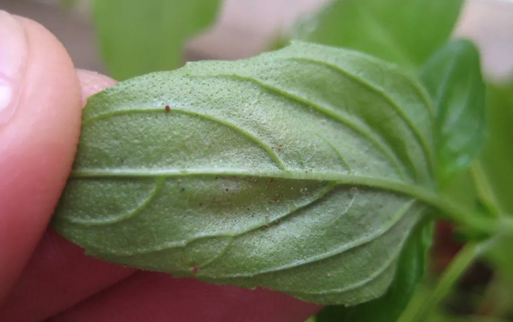 棗樹紅蜘蛛怎麼防治？有哪些措施？