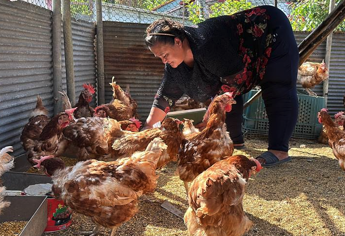 雞飼料中豆粕和大豆粉有哪些作用，可以補充什麼？