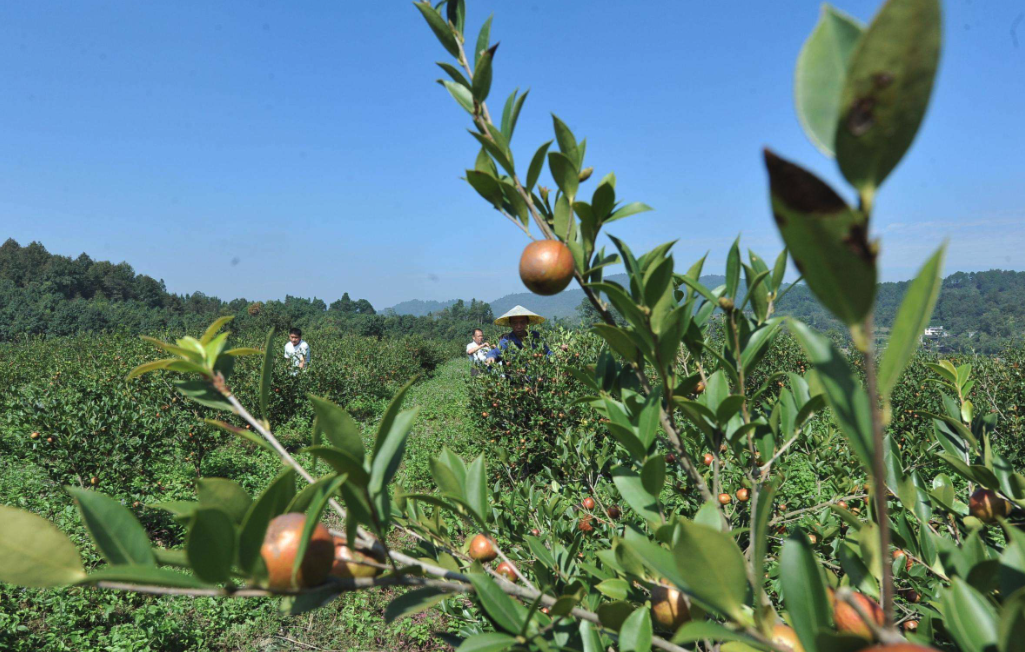 我國油茶種植基地在哪裏？分布廣泛嗎？