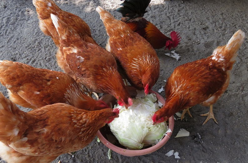 雞飼料中需要加入肉類嗎，能起到什麼作用?