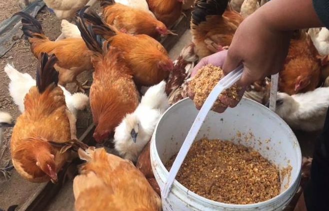 雞飼料中需要加入肉類嗎，能起到什麼作用?