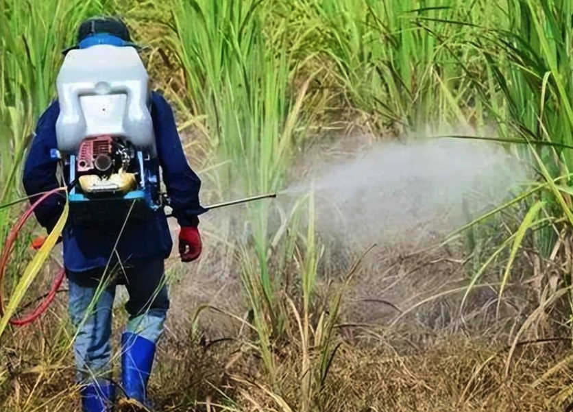 樂果乳劑可以用於什麼植物，能起到什麼作用?