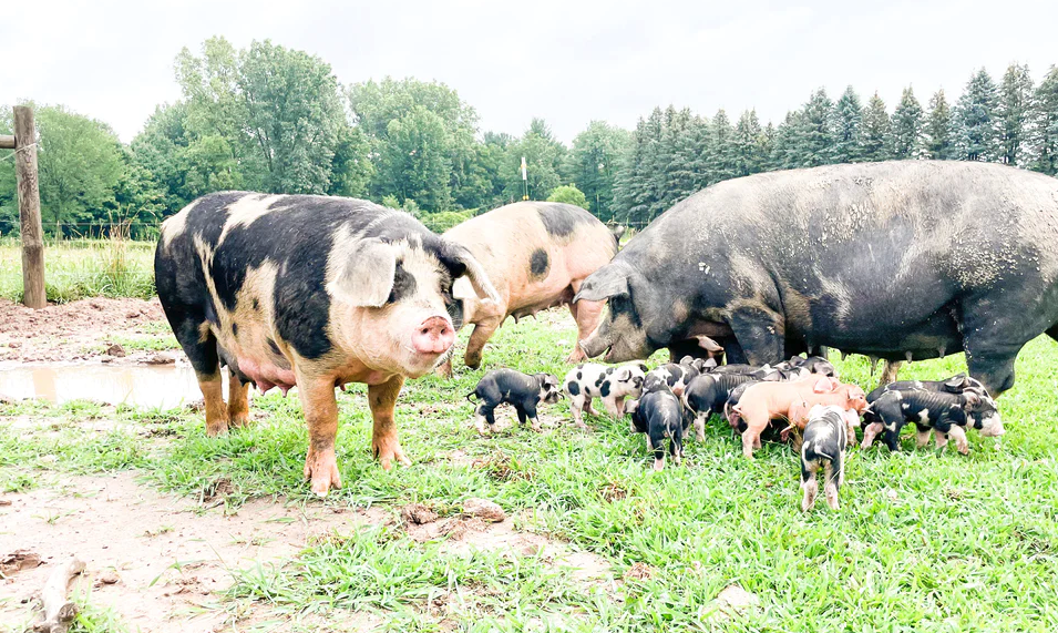 哺乳期母豬可以飼喂魚粉嗎，有哪些好處?