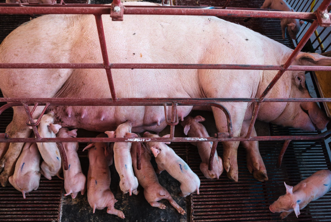 哺乳期母豬可以飼喂魚粉嗎，有哪些好處?