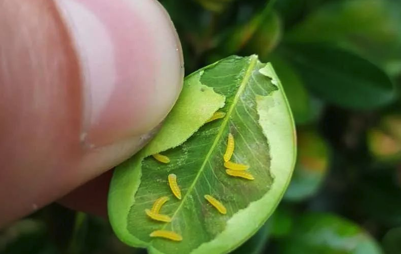 櫻桃葉礦蠅用什麼農藥最有效果？