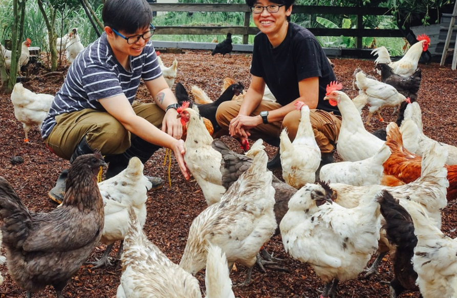 雞飼料中如何補充維生素和礦物質?