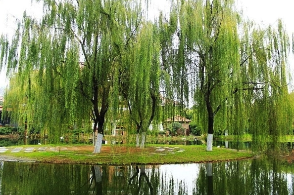 什麼植物易出現在沼澤地，有什麼特點?