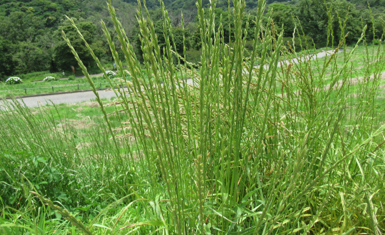 什麼植物易出現在沼澤地，有什麼特點?