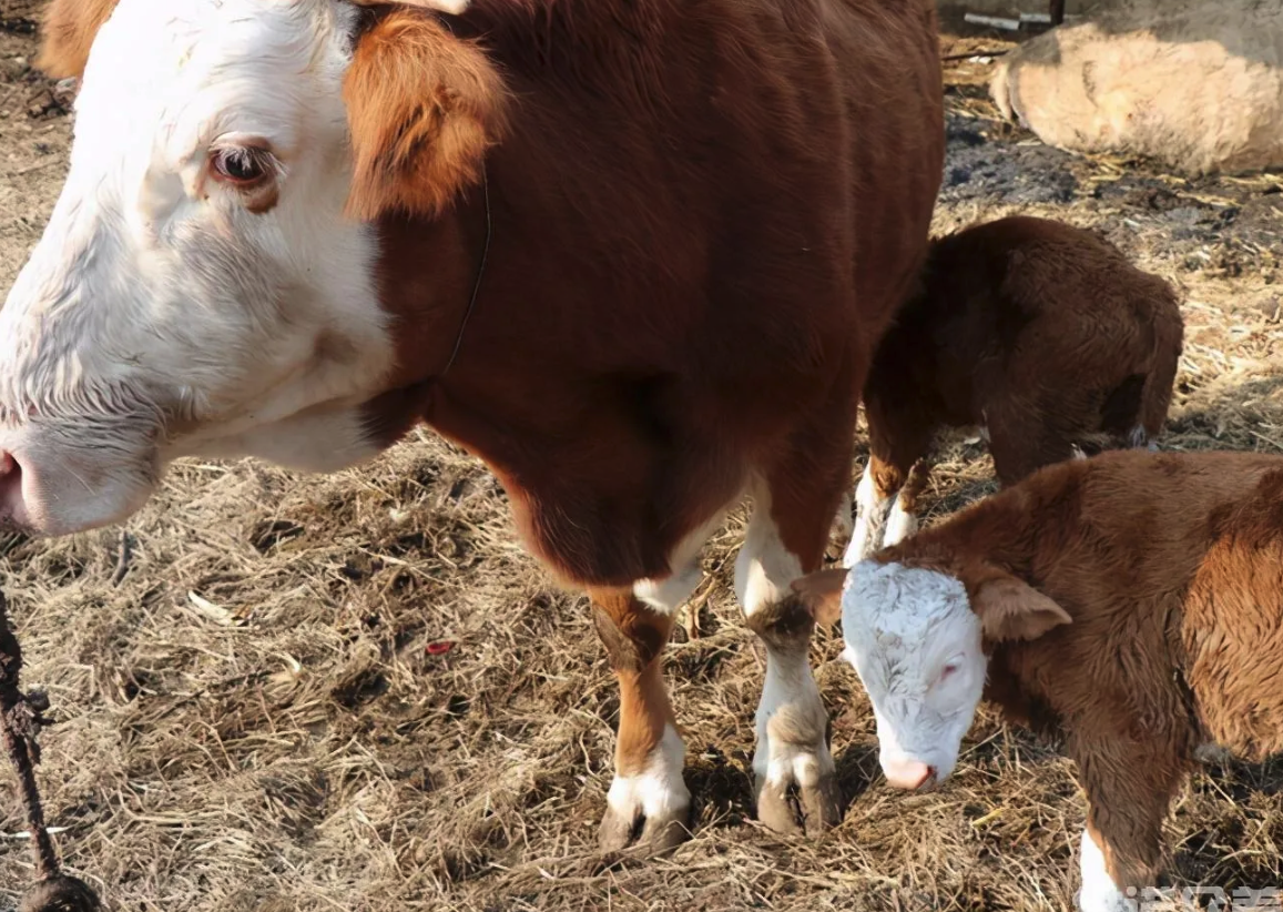 豆類及其副產品在牛飼料中含量多少最好，需要注意什麼？