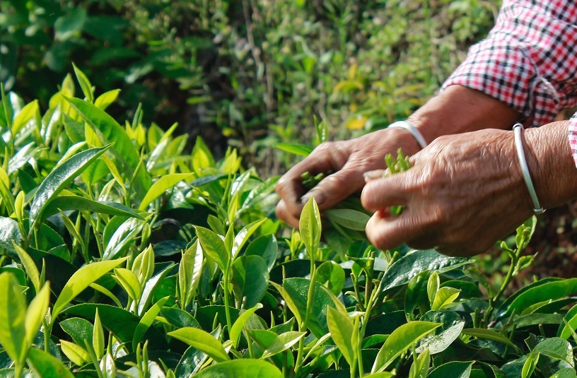 茶樹的生活習性怎麼樣，分布在哪些地區？