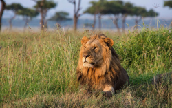 <strong>肯尼亞野生動物保護區介紹，目前麵臨哪些困境？</strong>