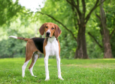 <strong>狂犬病是如何引起的？哪些動物可能攜帶狂犬病毒？</strong>