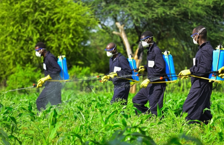 敵百蟲對果樹殺蟲效果如何，有哪些副作用?