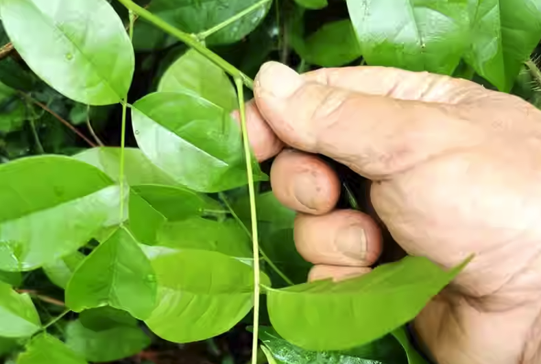 魚藤精可以消滅哪些害蟲，有什麼副作用?