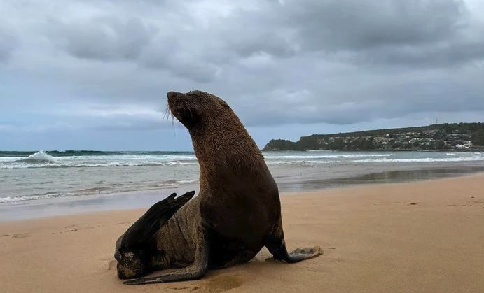 海狗是什麼動物，有哪些形態特征？