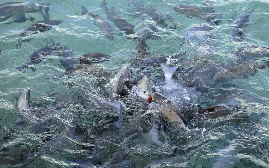 魚飼料中為什麼要加入礦石類物質，有哪些作用？