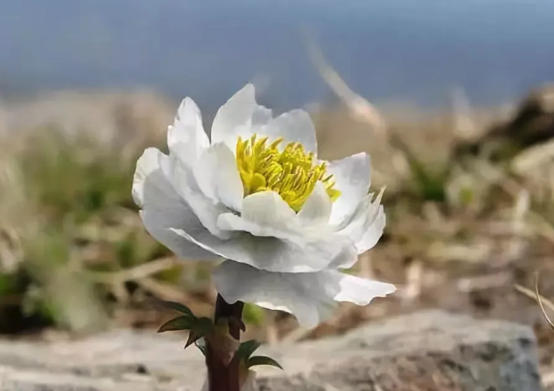 雪蓮花有哪些形態特征，如何種植？