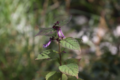 <strong>尾葉香茶菜如何進行種植，有哪些藥用價值?</strong>