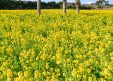 <b> 油菜的種植周期是多久，采收的標準是什麼?</b>