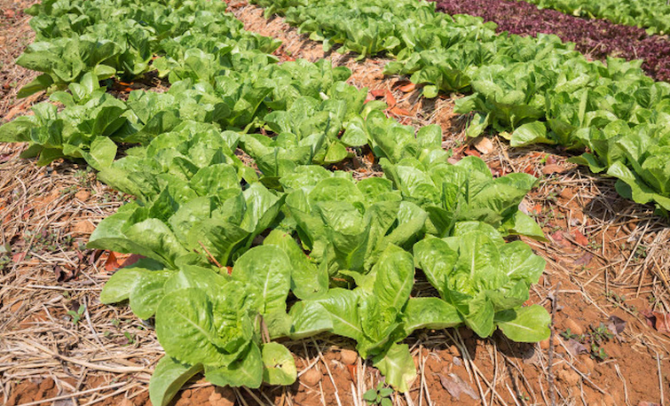 夏季高溫天氣如何給小白菜進行降溫?