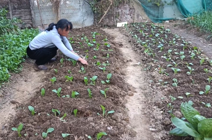 小白菜在種植前該如何處理耕地，有哪些方法?