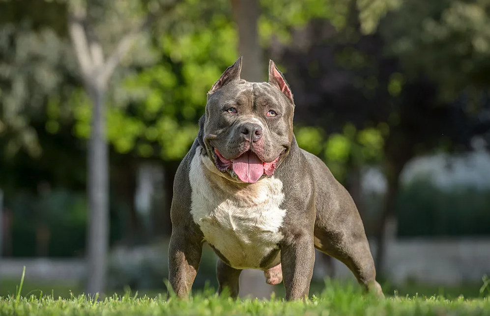 比特犬的有哪些經濟價值，如何進行飼養?