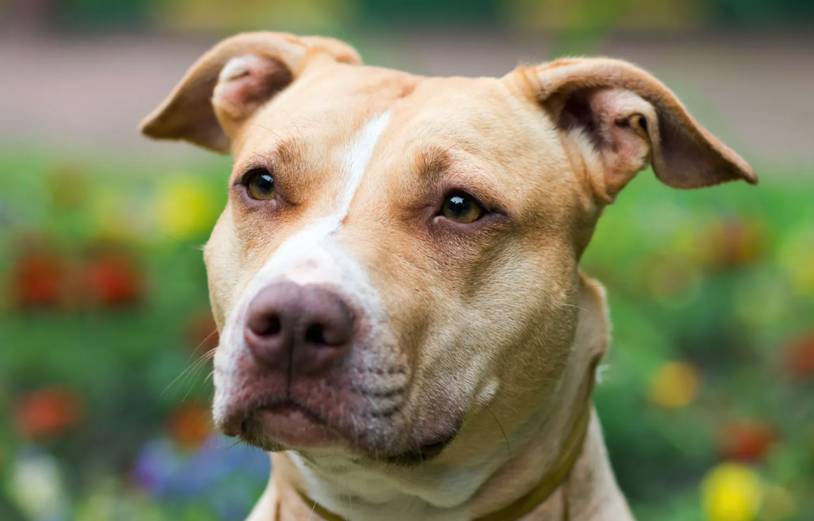 比特犬的有哪些經濟價值，如何進行飼養?