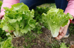 <strong>夏天高溫對露天生菜種植有哪些影響，怎麼處理？</strong>