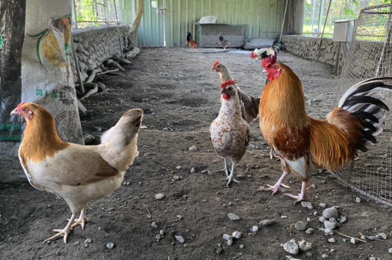 不同年齡段的雞可以飼養在一塊嗎，有哪些影響？