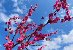 <strong>梅花接穗如何進行選擇和處理，有哪些注意事項?</strong>