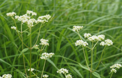 <strong>白花敗醬是一種什麼植物，有哪些形態特點？</strong>