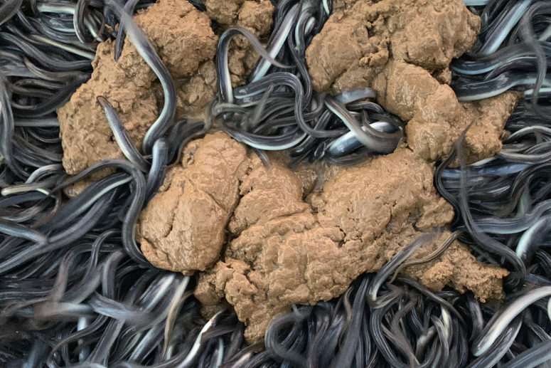 水產配合飼料中的粘接劑是什麼物質，有哪些作用?