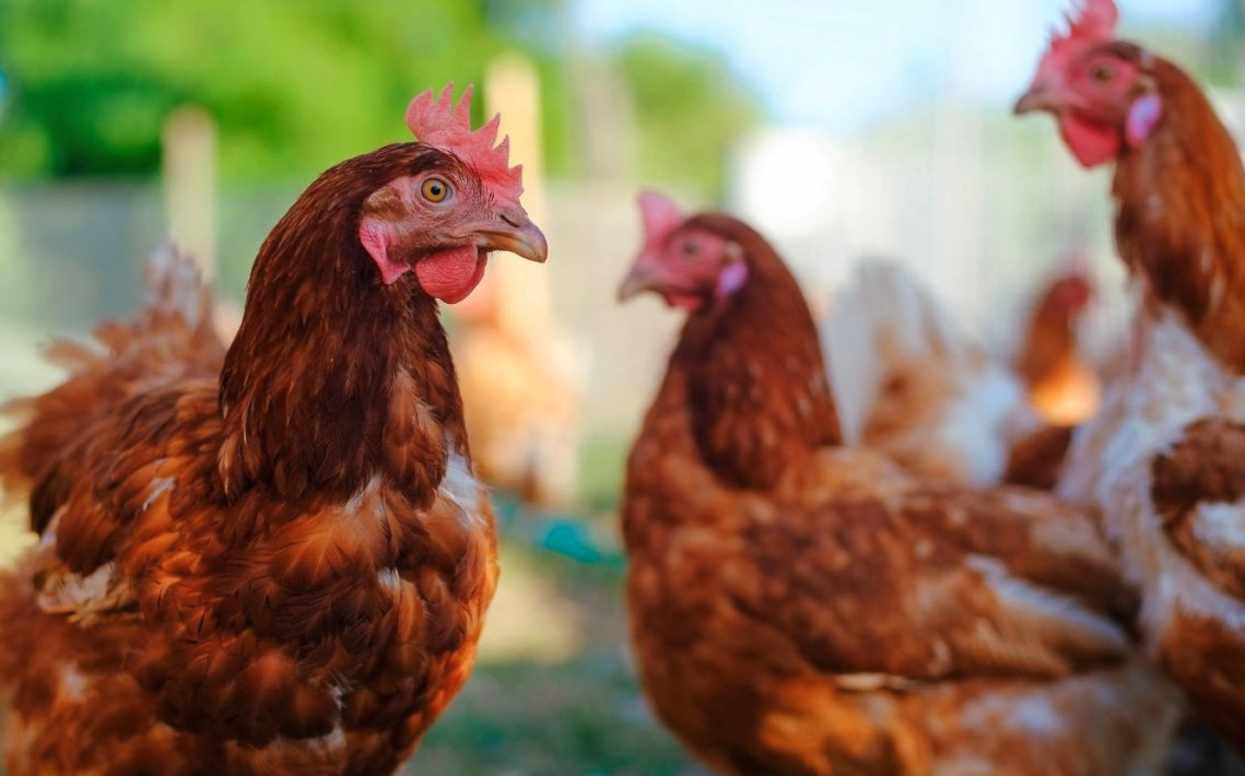 雞飼料中的礦物質營養如何進行補充？