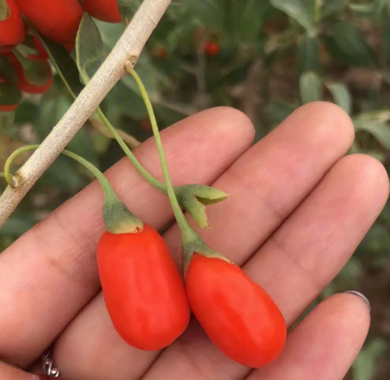 枸杞子的種植技術