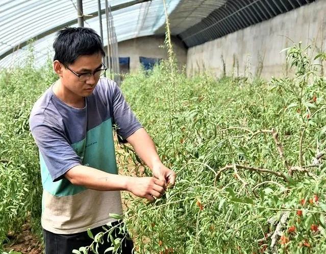 枸杞的種植方法和注意事項