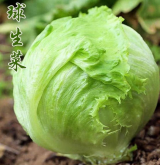 <strong>半結球生菜---耐抽薹生菜</strong>