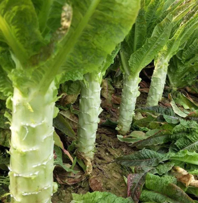 玻璃生菜（萵苣）的益處