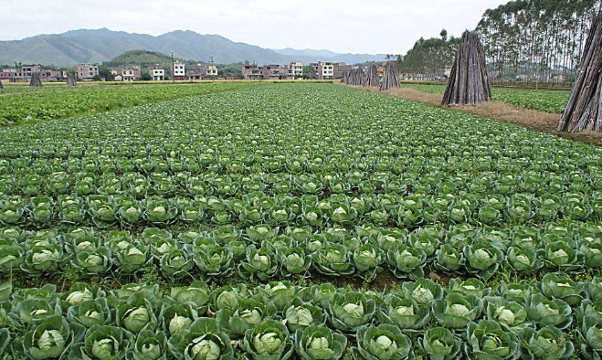 包心菜怎麼種植，對於土壤和光照有哪些要求？