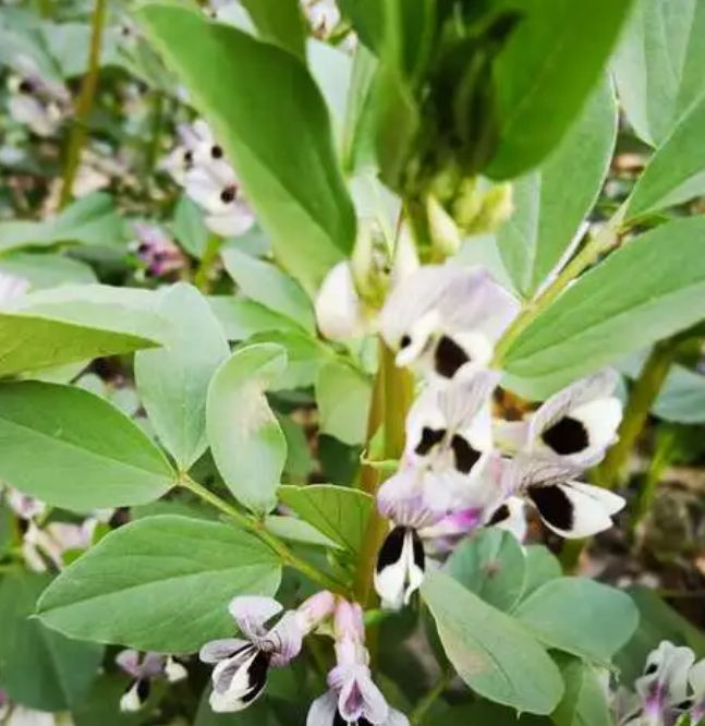 大豆開花期田間管理的主要措施有哪些？