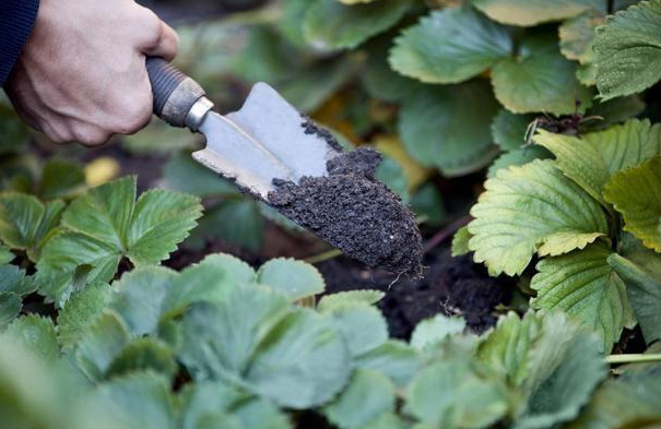 草莓用什麼水溶肥最好