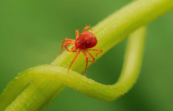 <strong>紅蜘蛛是什麼害蟲，如何消除室內花卉的紅蜘蛛?</strong>