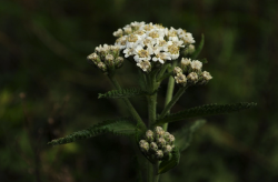 <strong>高山蓍草怎麼進行種植，有什麼用途？</strong>