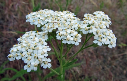 <strong>高山蓍草是什麼植物，有哪些形態特點？</strong>