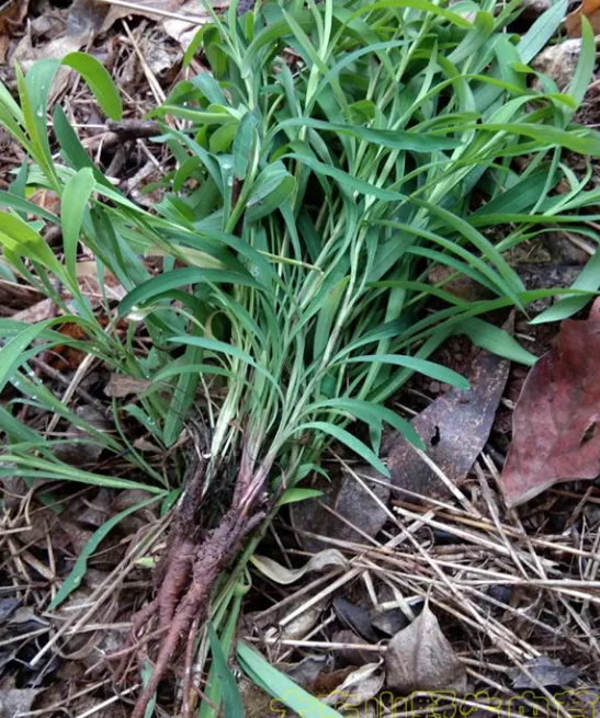 柴胡怎麼種，柴胡栽培時間及方法