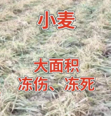 <strong>小麥凍害應急方案</strong>