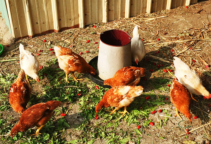 雞飼料中加入新黴素可以治療雞的大腸杆菌嗎，有哪些副作用？