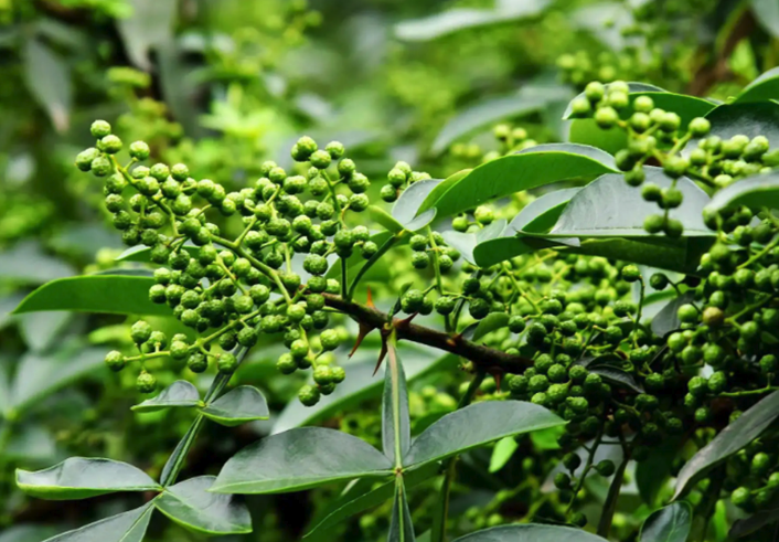 四川花椒主要是山地種植嗎，對於土壤和光照有哪些要求？